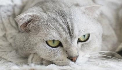 stake官方-阿德耶米门前抢点破门，拜尔横传送助攻！多特1-0领先奥格斯堡